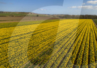 FEATURE - Der Frühling ist da: Ein Feld blühender Osterglocken nahe Montrose