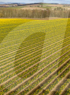 FEATURE - Der Frühling ist da: Ein Feld blühender Osterglocken nahe Montrose