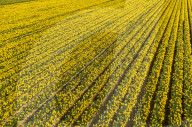 FEATURE - Der Frühling ist da: Ein Feld blühender Osterglocken nahe Montrose