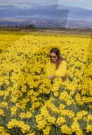 FEATURE - Der Frühling ist da: Ein Feld blühender Osterglocken nahe Montrose