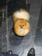 Crufts 2019