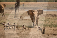 FEATURE - Junger Elefant verjagt ein Rudel Wildhunde von der Wasserstelle