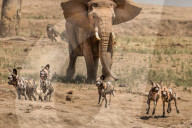 FEATURE - Junger Elefant verjagt ein Rudel Wildhunde von der Wasserstelle