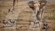 FEATURE - Junger Elefant verjagt ein Rudel Wildhunde von der Wasserstelle