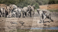 FEATURE - Junger Elefant verjagt ein Rudel Wildhunde von der Wasserstelle