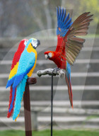 FEATURE - Fake Parrots: Ein Papagei beäugt misstrauisch seine LEGO Artgenossen