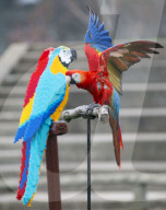 FEATURE - Fake Parrots: Ein Papagei beäugt misstrauisch seine LEGO Artgenossen