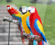 FEATURE - Fake Parrots: Ein Papagei beäugt misstrauisch seine LEGO Artgenossen