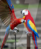 FEATURE - Fake Parrots: Ein Papagei beäugt misstrauisch seine LEGO Artgenossen