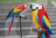 FEATURE - Fake Parrots: Ein Papagei beäugt misstrauisch seine LEGO Artgenossen