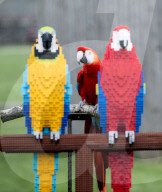 FEATURE - Fake Parrots: Ein Papagei beäugt misstrauisch seine LEGO Artgenossen