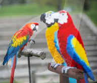 FEATURE - Fake Parrots: Ein Papagei beäugt misstrauisch seine LEGO Artgenossen