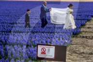 FEATURE - Fotogenes Posieren im blauen Hyazinthen-Feld