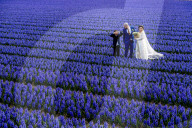 FEATURE - Fotogenes Posieren im blauen Hyazinthen-Feld