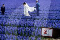 FEATURE - Fotogenes Posieren im blauen Hyazinthen-Feld