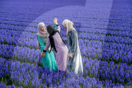FEATURE - Fotogenes Posieren im blauen Hyazinthen-Feld