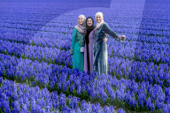 FEATURE - Fotogenes Posieren im blauen Hyazinthen-Feld