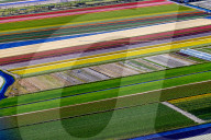 FEATURE - Farbenfrohe Tulpenfelder in Lisse aus der Luft