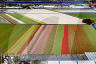 FEATURE - Farbenfrohe Tulpenfelder in Lisse aus der Luft
