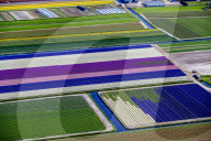 FEATURE - Farbenfrohe Tulpenfelder in Lisse aus der Luft