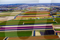 FEATURE - Farbenfrohe Tulpenfelder in Lisse aus der Luft