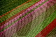 FEATURE - Farbenfrohe Tulpenfelder in Lisse aus der Luft