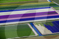 FEATURE - Farbenfrohe Tulpenfelder in Lisse aus der Luft
