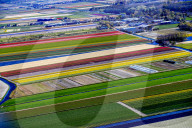 FEATURE - Farbenfrohe Tulpenfelder in Lisse aus der Luft