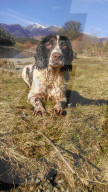 FEATURE - Die herzigsten Haustierbilder Grossbritanniens