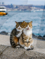 FEATURE - Katzenfreunde für immer