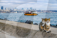 FEATURE - Katzenfreunde für immer
