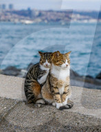 FEATURE - Katzenfreunde für immer