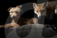 FEATURE - Fuchs Charlie und Terrier Maddy sind gute Freunde