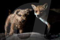 FEATURE - Fuchs Charlie und Terrier Maddy sind gute Freunde