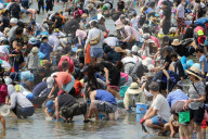NEWS - Japan: Tausende sammeln Muscheln in Yokohama