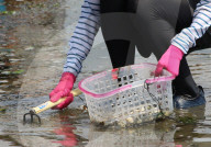 NEWS - Japan: Tausende sammeln Muscheln in Yokohama