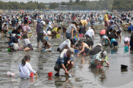 NEWS - Japan: Tausende sammeln Muscheln in Yokohama