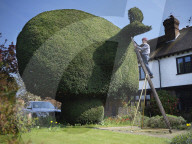Shear genius! Meet the amateur topiarists who devote years to crafting incredible sculptures from their garden hedges.