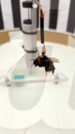 FEATURE - Neue Forschung warnt: Britische Bienen fliegen weniger als halb so viel wegen Pestiziden