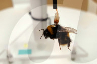 FEATURE - Neue Forschung warnt: Britische Bienen fliegen weniger als halb so viel wegen Pestiziden