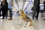 Therapy dogs bound into Aberdeen airport to alleviate stress. Canine Concern Scotland introduces dog team to airport to support anxious passengers.