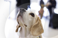Therapy dogs bound into Aberdeen airport to alleviate stress. Canine Concern Scotland introduces dog team to airport to support anxious passengers.