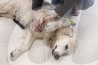 Therapy dogs bound into Aberdeen airport to alleviate stress. Canine Concern Scotland introduces dog team to airport to support anxious passengers.