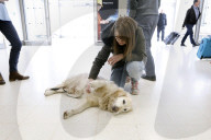 Therapy dogs bound into Aberdeen airport to alleviate stress. Canine Concern Scotland introduces dog team to airport to support anxious passengers.
