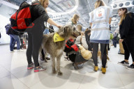 Therapy dogs bound into Aberdeen airport to alleviate stress. Canine Concern Scotland introduces dog team to airport to support anxious passengers.