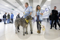 Therapy dogs bound into Aberdeen airport to alleviate stress. Canine Concern Scotland introduces dog team to airport to support anxious passengers.