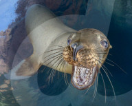 FEATURE - Gewinnerbilder: Die besten Shots aus der Unterwasserfotografie