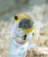 FEATURE - Gewinnerbilder: Die besten Shots aus der Unterwasserfotografie