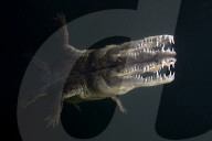 FEATURE - Gewinnerbilder: Die besten Shots aus der Unterwasserfotografie