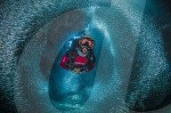 FEATURE - Gewinnerbilder: Die besten Shots aus der Unterwasserfotografie